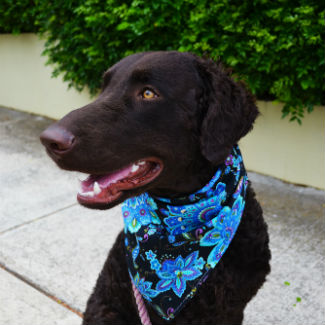 Profile picture of Remy