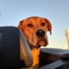 Profile picture of Bagel