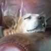 Profile picture of Curly