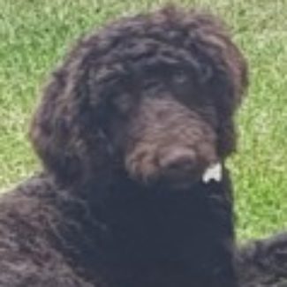 Profile picture of Rolo
