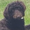 Profile picture of Rolo