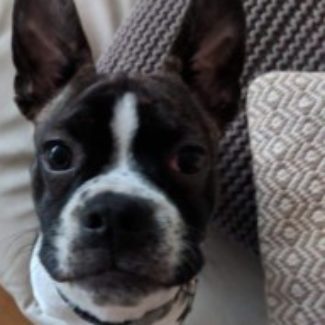 Profile picture of Frankie