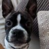 Profile picture of Frankie