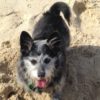 Profile picture of Shelby