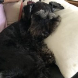 Profile picture of Scout