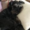 Profile picture of Scout
