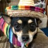 Profile picture of Taco