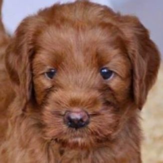 Profile picture of Chilli