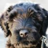 Profile picture of Major