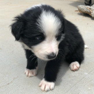 Profile picture of Griffin