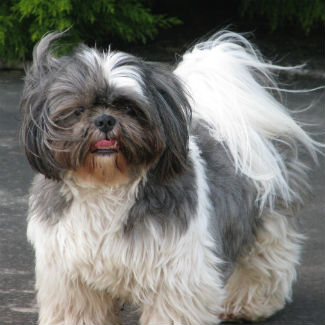 Profile picture of muffy