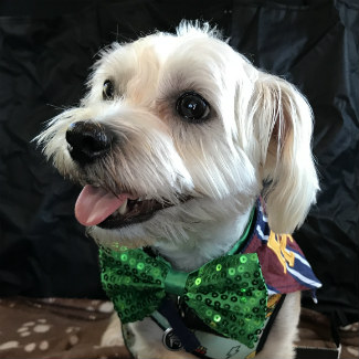 Profile picture of Wally