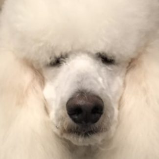 Profile picture of Dogs @ Play