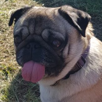 Profile picture of Sydney Park Pugs