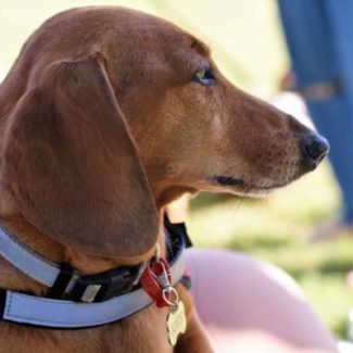 Profile picture of Rusty