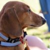 Profile picture of Rusty