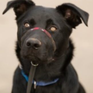 Profile picture of Nero