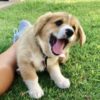 Profile picture of Stitch