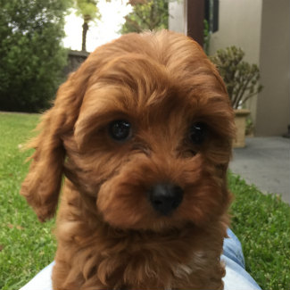 Profile picture of Willow