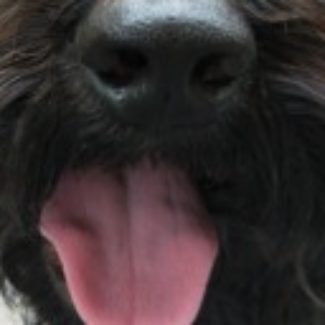 Profile picture of Patch