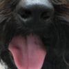 Profile picture of Patch