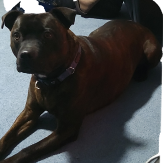 Profile picture of Archie