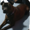 Profile picture of Archie