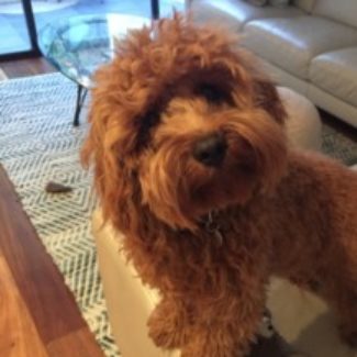 Profile picture of Archie