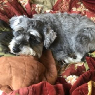 Profile picture of Darcy