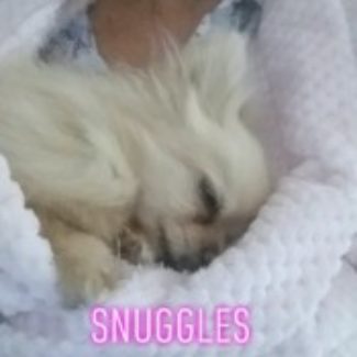 Profile picture of Mixy, Mini, Puppy, BJ