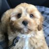 Profile picture of Hugo