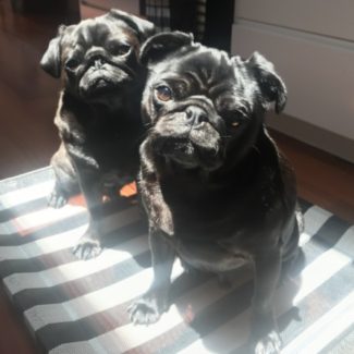 Profile picture of Monty & Baxter
