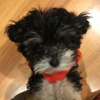 Profile picture of Vanessa