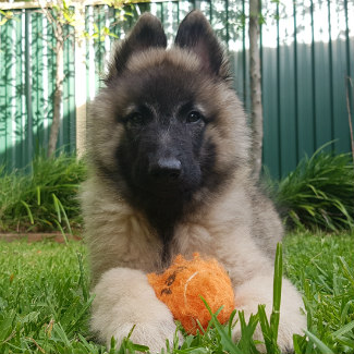 Profile picture of Sully