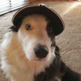 Profile picture of chantalgasperini@yahoo.com