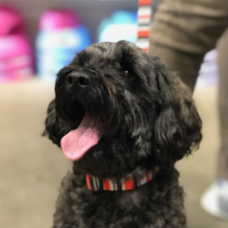 Profile picture of Spartacus