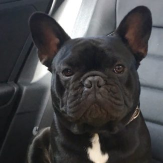 Profile picture of Travelswithdogs