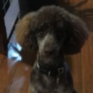 Profile picture of paulaelse@yahoo.com.au