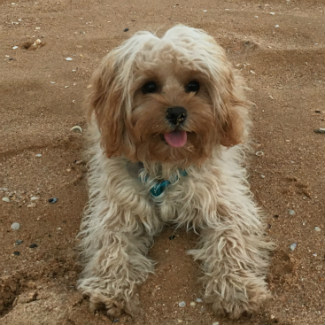 Profile picture of Murphy