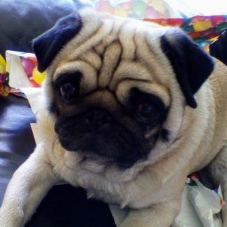 Profile picture of Soo-Meng