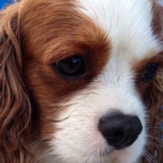 Profile picture of Henry