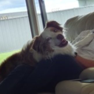 Profile picture of Buddy