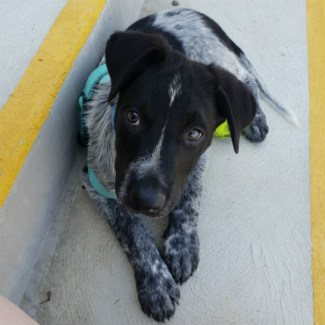 Profile picture of Bandit