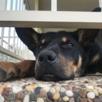 Profile picture of Marshall