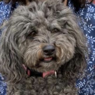 Profile picture of Shadow