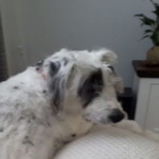 Profile picture of Bella