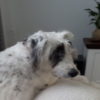 Profile picture of Bella