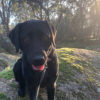 Profile picture of Cricket