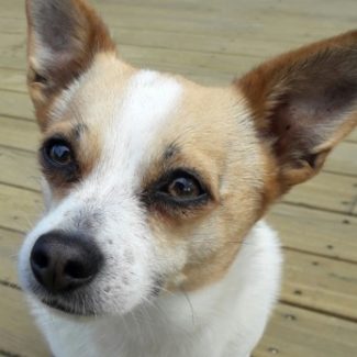 Profile picture of Nacho