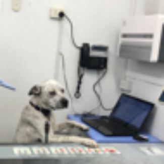 Profile picture of Bernie